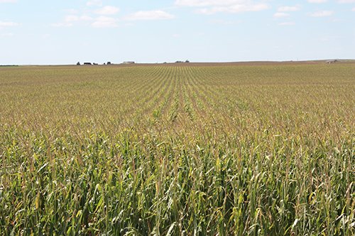 Property photo 48 - LAND AUCTION, 3255+/- Acres offered in 13 Tracts